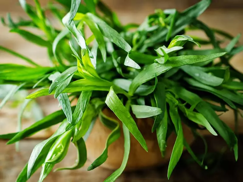 Fragrant Tarragon Plant