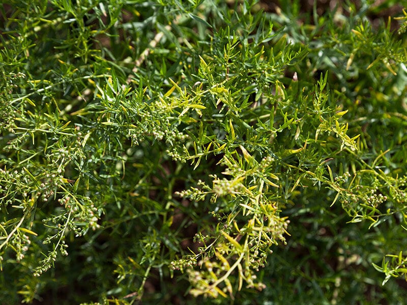 French Tarragon