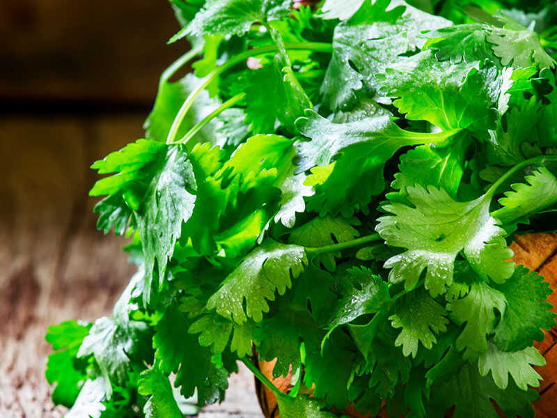 Fresh Cilantro In A Wicker Basket