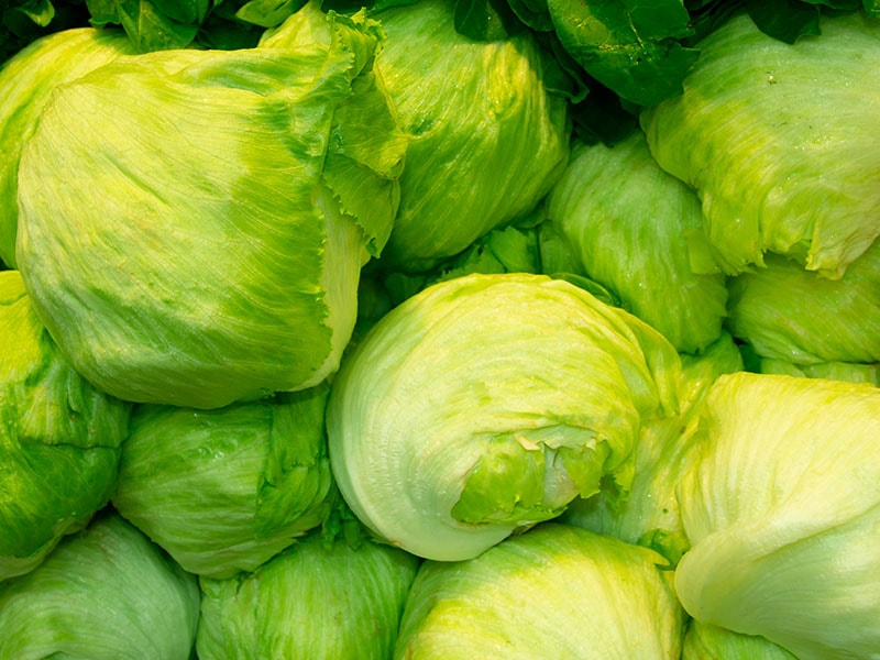 Fresh Green Head Lettuces