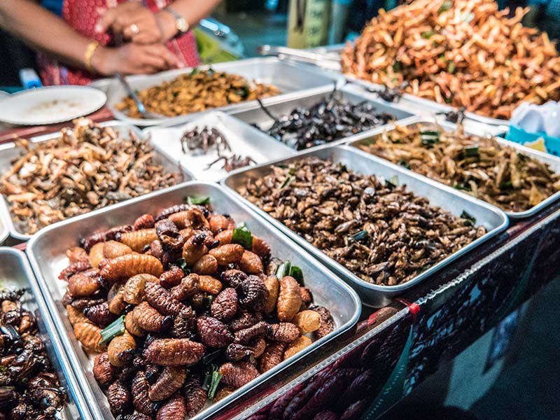 Fried Insects