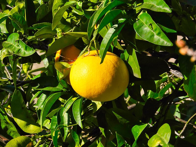 Genoa Lemons