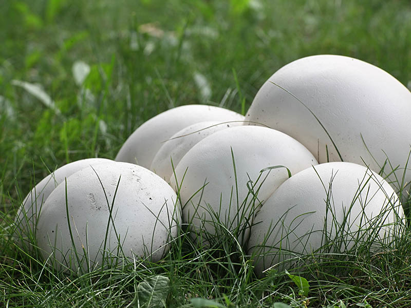 Giant Puffball Mushrooms