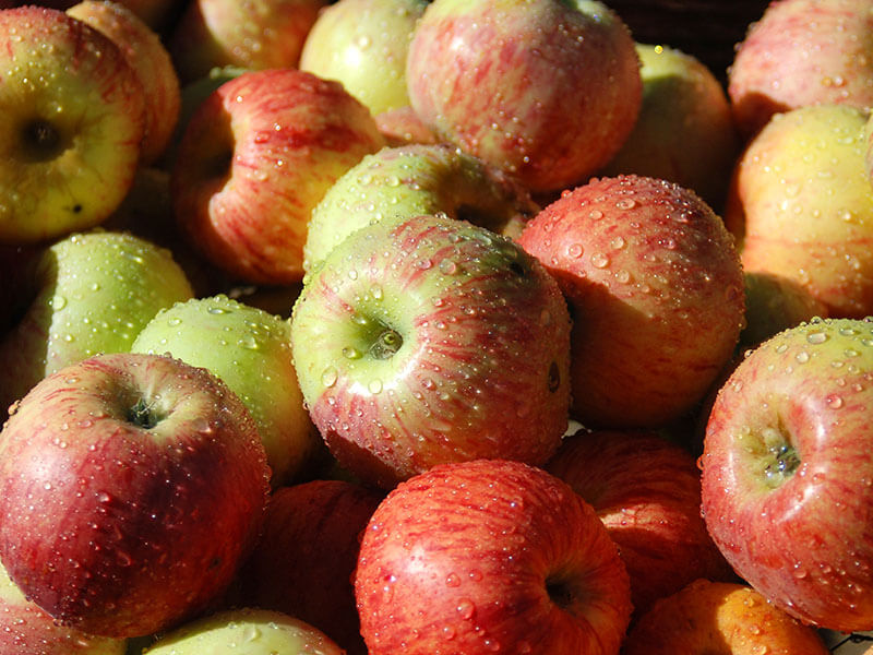 Gravenstein Apples