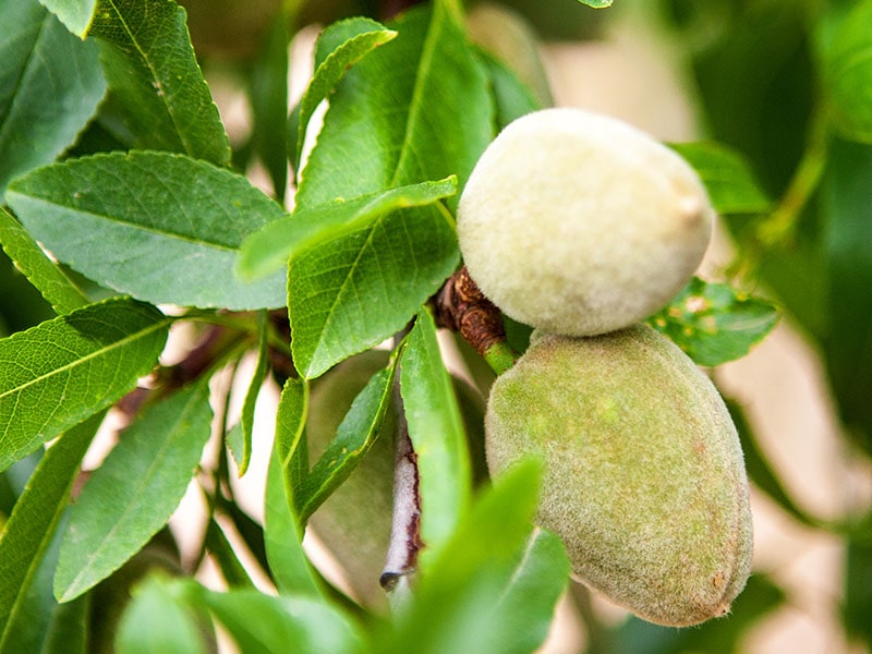 Green Almonds