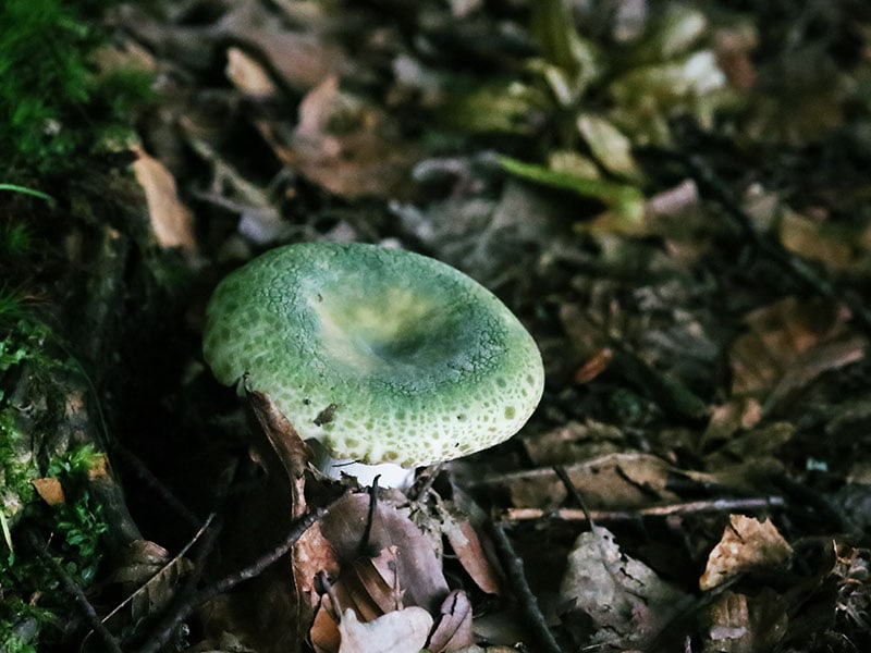 Green Cracking Russula