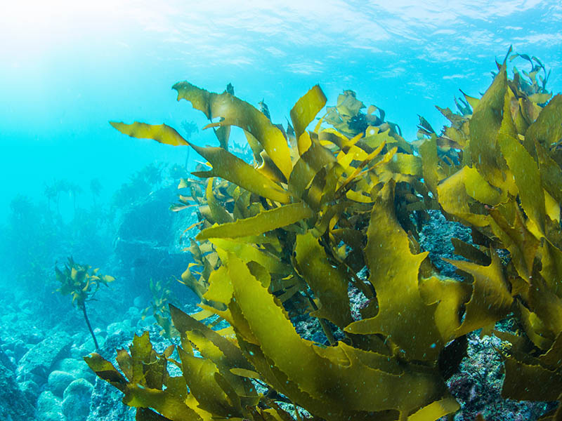Growing Seaweeds On A Large Scale