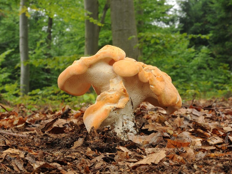 Hedgehog Mushrooms