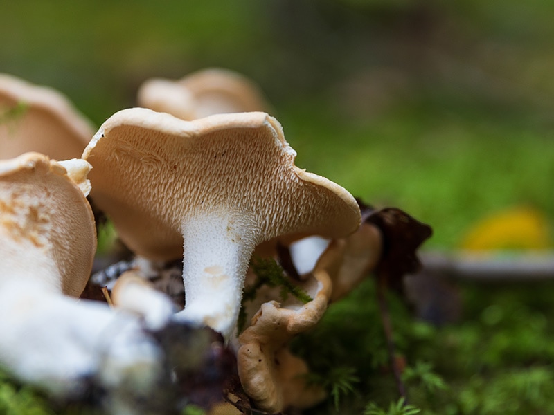 Hedgehog Mushrooms