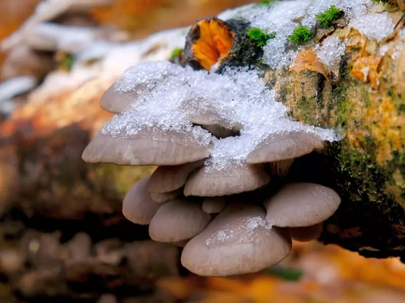 Hiratake Mushrooms