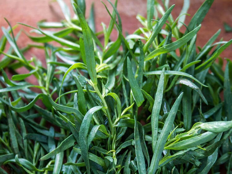 Fresh Tarragon vs. Dried Tarragon What Every Cook Needs to Know 2024