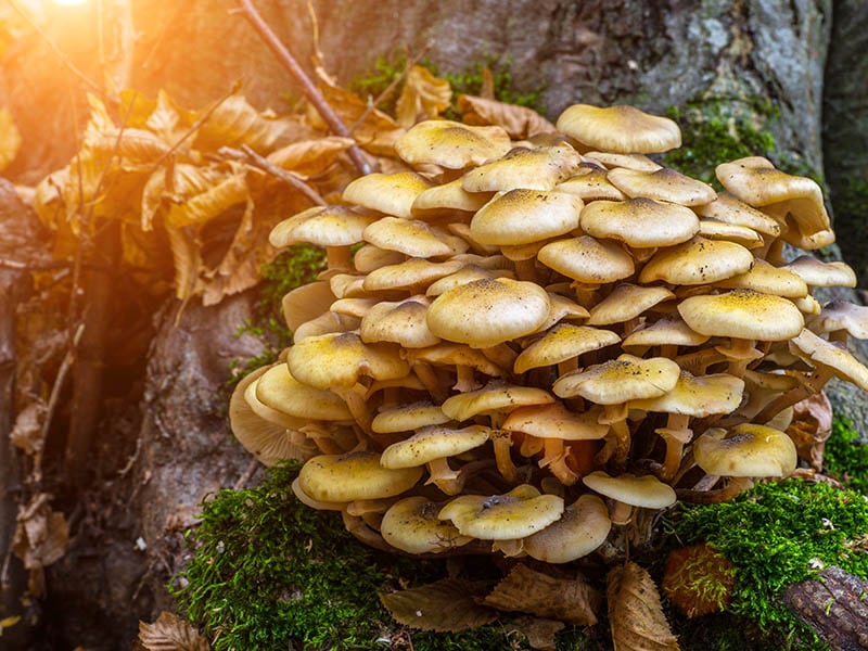 Honey Fungus Mushrooms