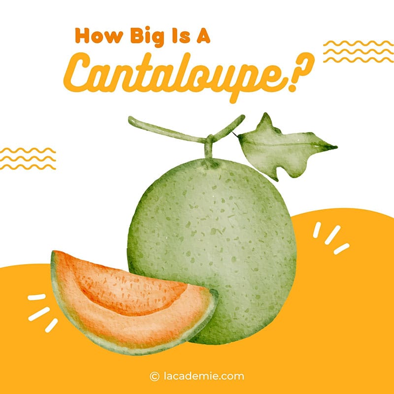 How Big Is A Cantaloupes
