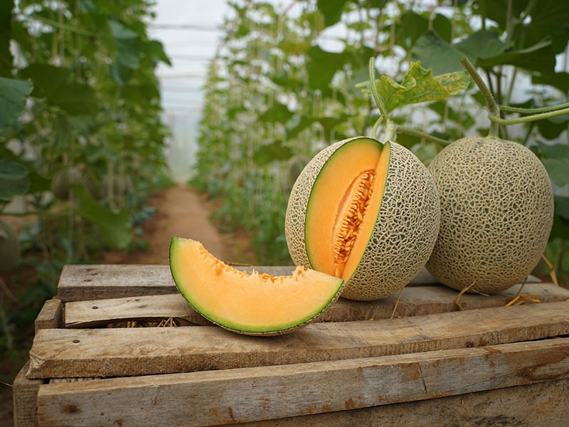 How To Cut Cantaloupe