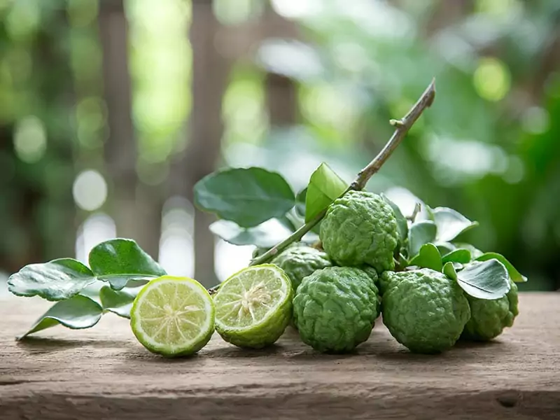 Kaffir Lime Citrus Fruits