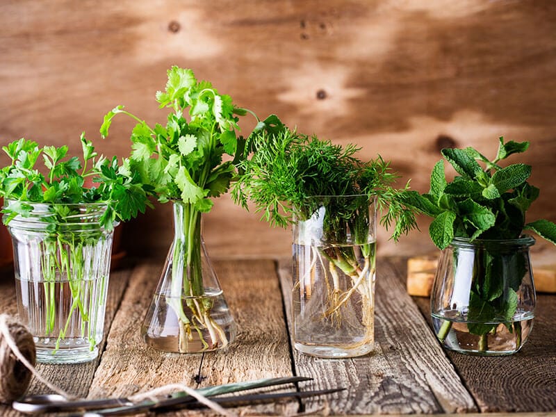 Keep Cilantro In A Jar Cup