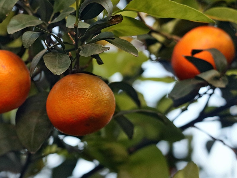 Kinnow Citrus Fruits