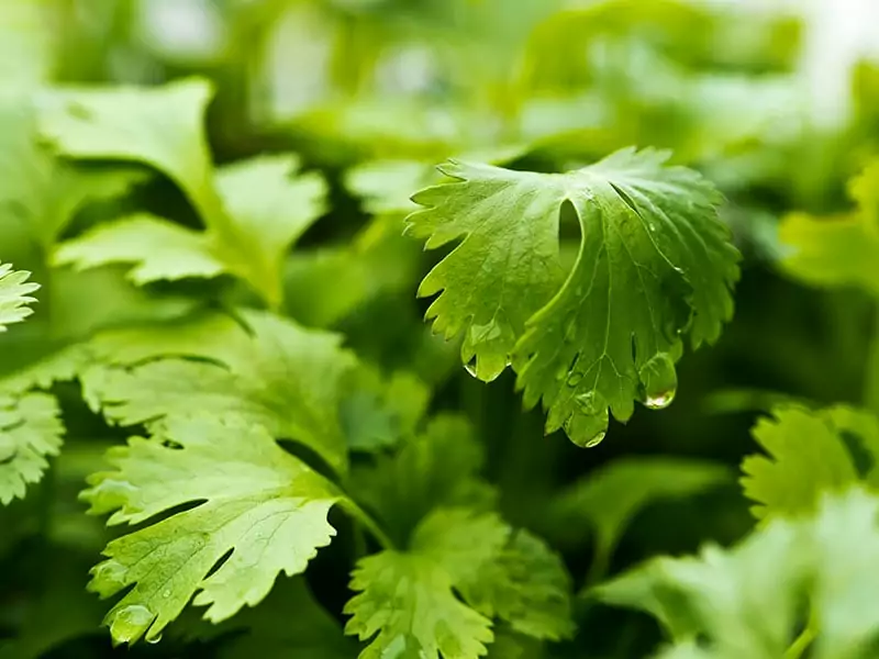 Leaf Coriander Known Cilantro