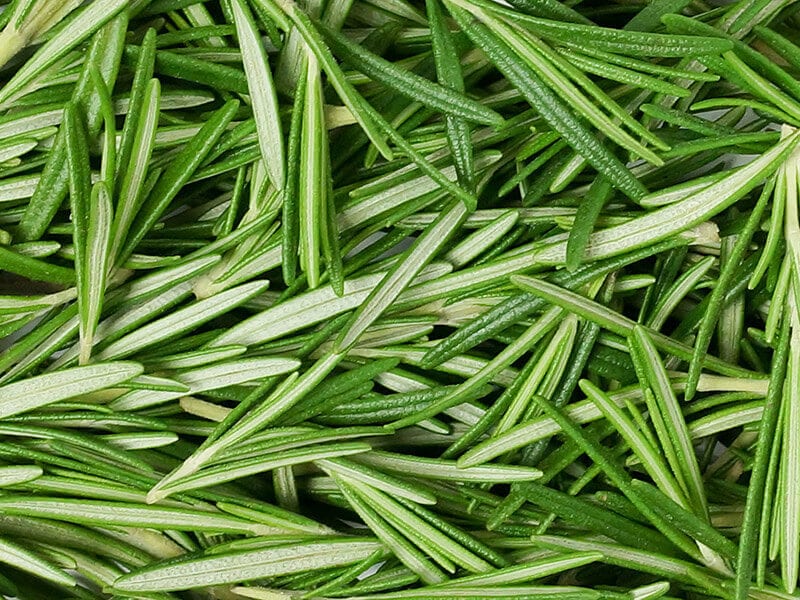 Leaves Rosemary