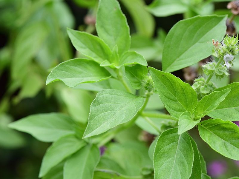 Lemon Basil