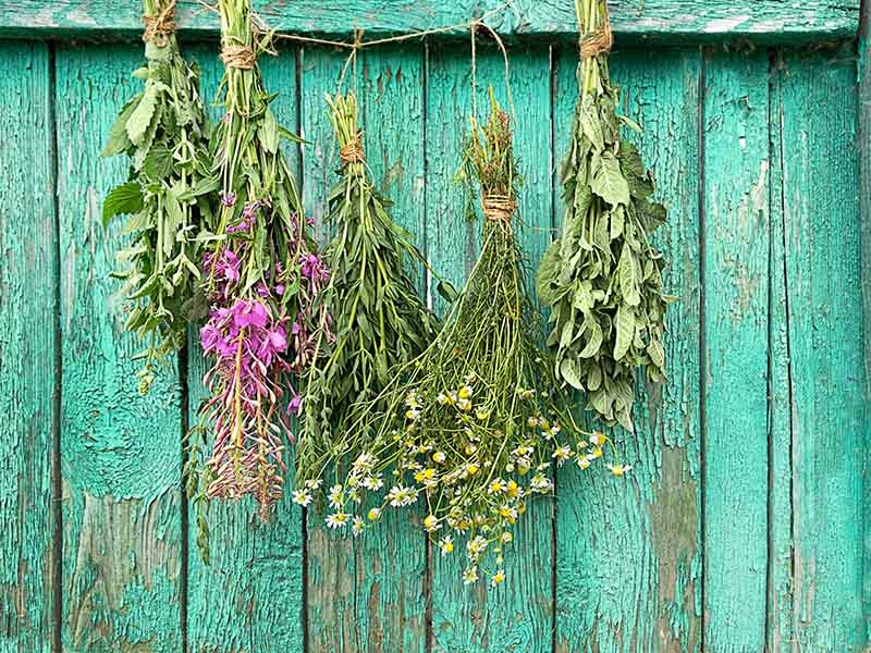Let The Herb Hang Dry