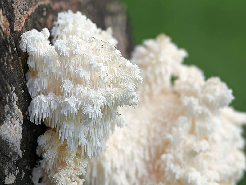 Lion’s Mane Mushrooms