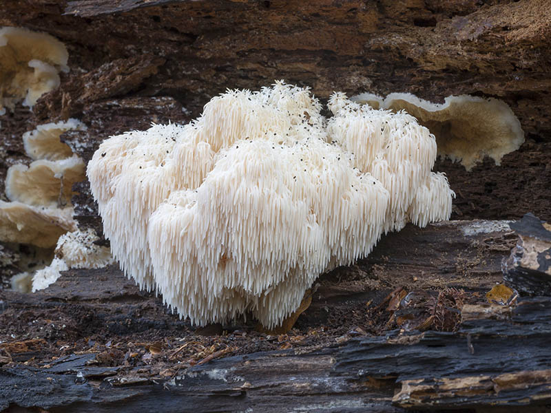 Lion’S Mane Mushrooms