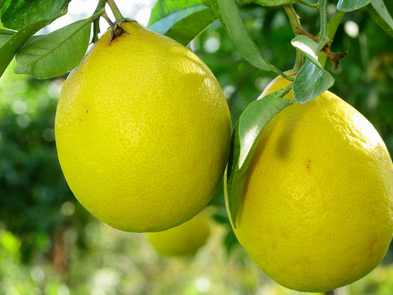 Lumia Lemons