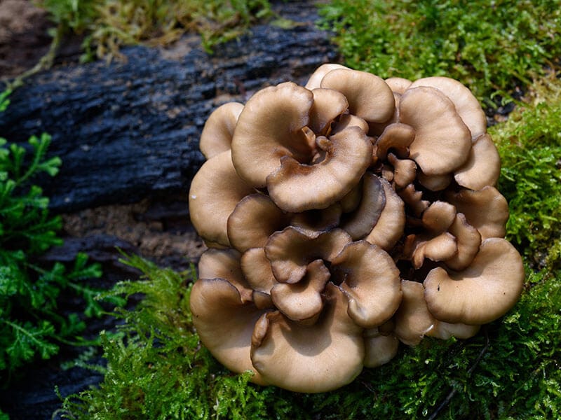 Maitake Mushroom