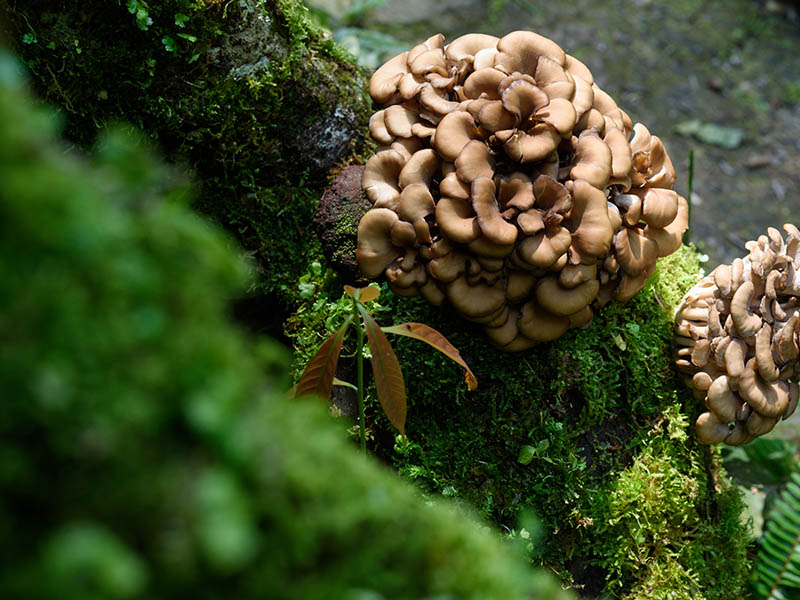 Maitake Mushrooms