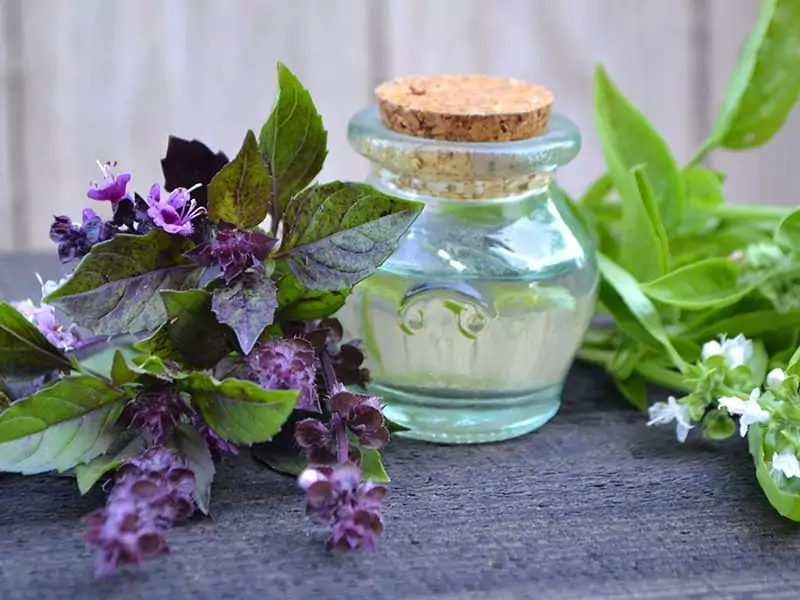 Make Basil Flower Essence