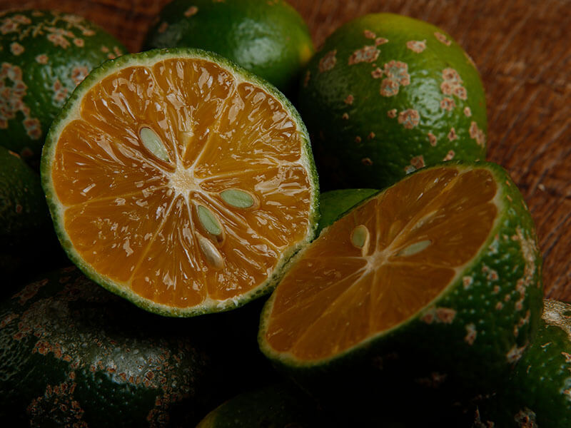 Mandarin Lime