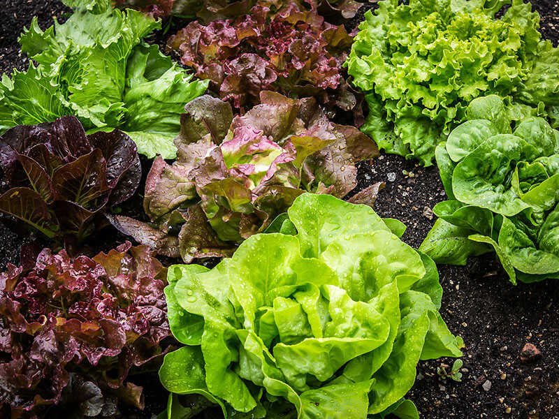 Many Types Of Lettuce