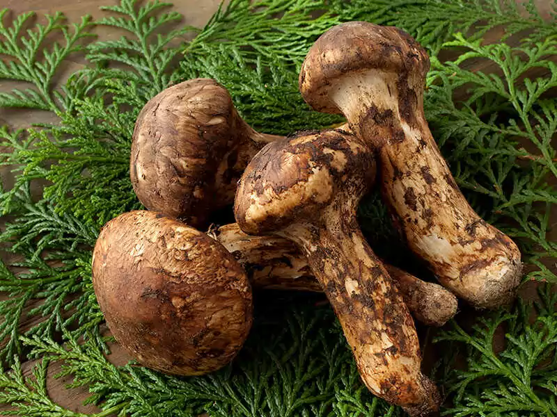 Matsutake Mushrooms