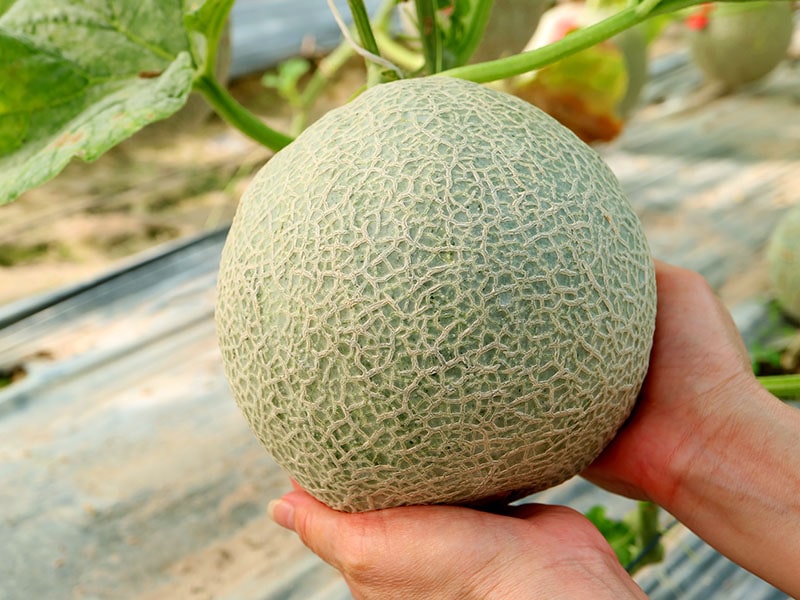 Medium Size Cantaloupe