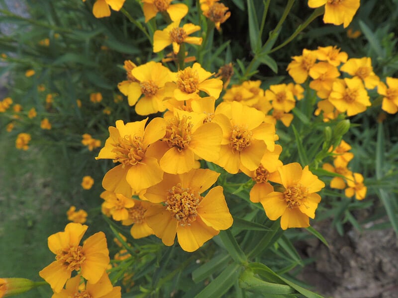 Mexican Tarragon Flowers