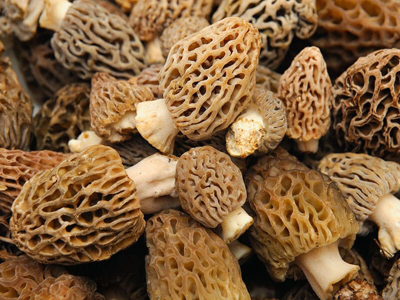 Morel Mushrooms