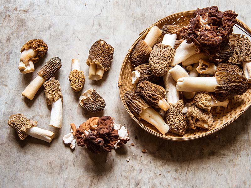 Morel Mushrooms