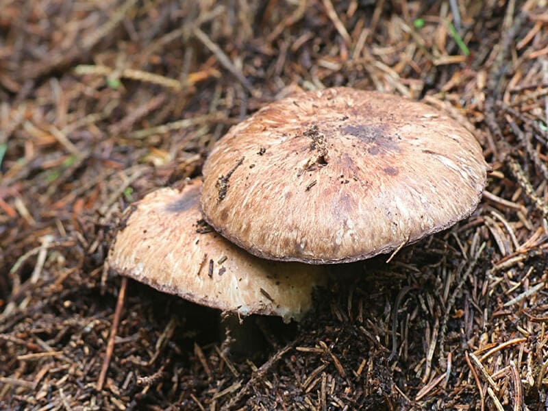 Moriharatake Mushrooms