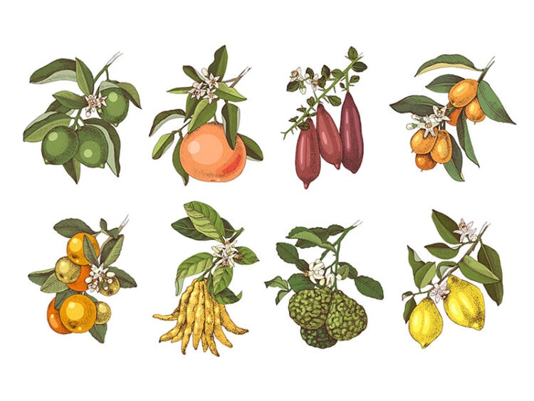 34 Types of Citrus Fruits to Discover for Global Dishes in 2024