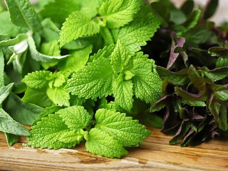 Basil Vs. Mint Differences You Have To Know 2023
