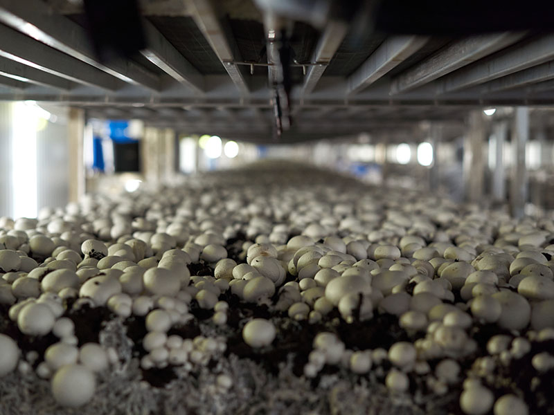 Mushroom In A Controlled Environment