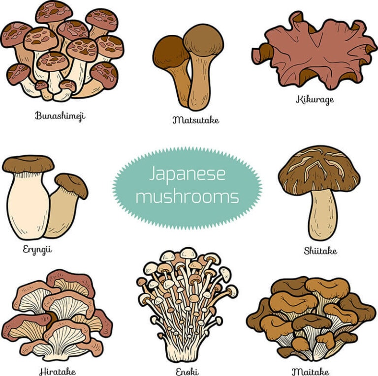 13 Types of Japanese Mushrooms to Try in 2024