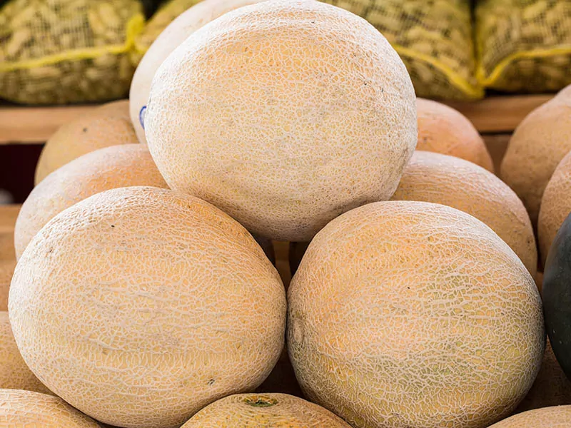 North Carolina Cantaloupe