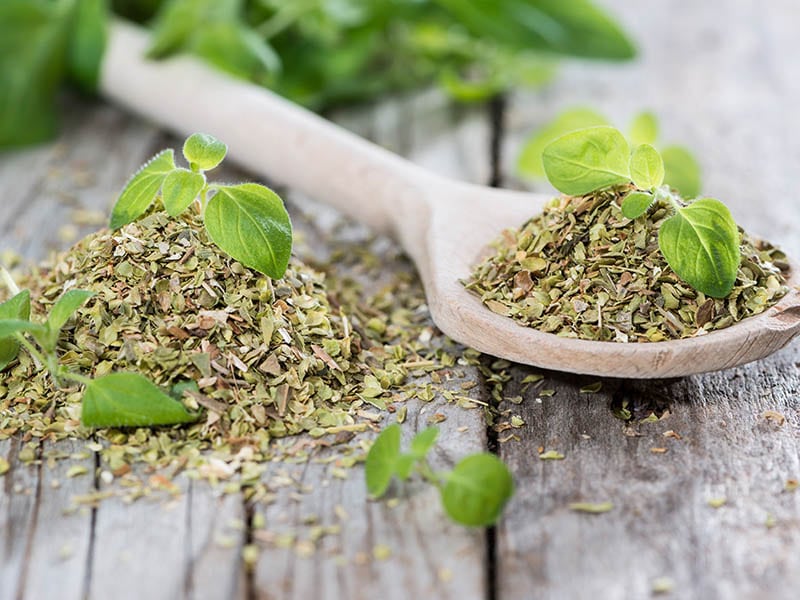 Oregano Pungent Flavor