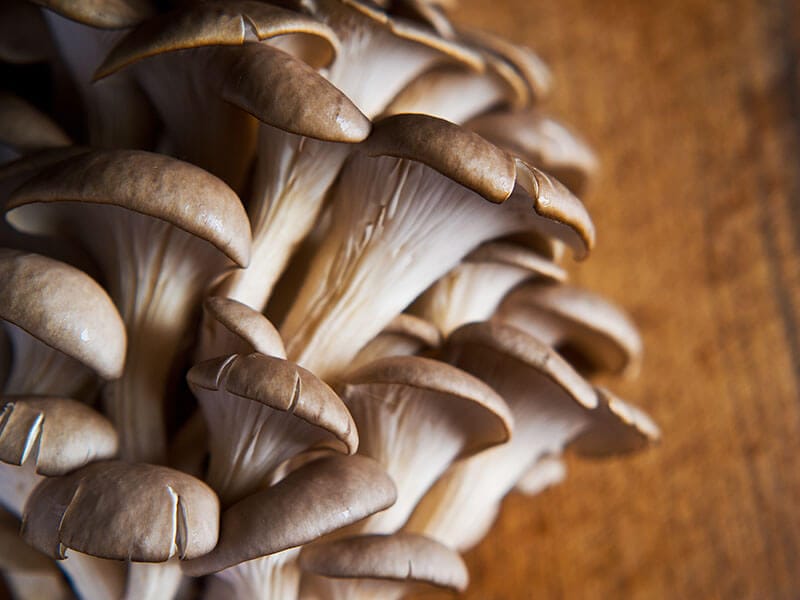 Oyster Mushrooms