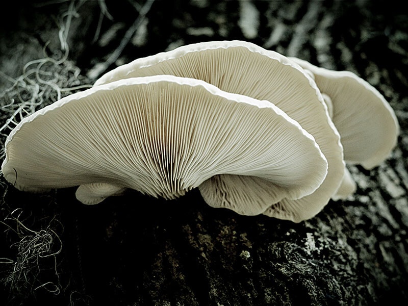 Oyster Mushrooms