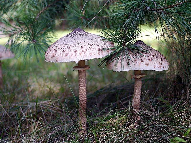 Parasol Mushrooms