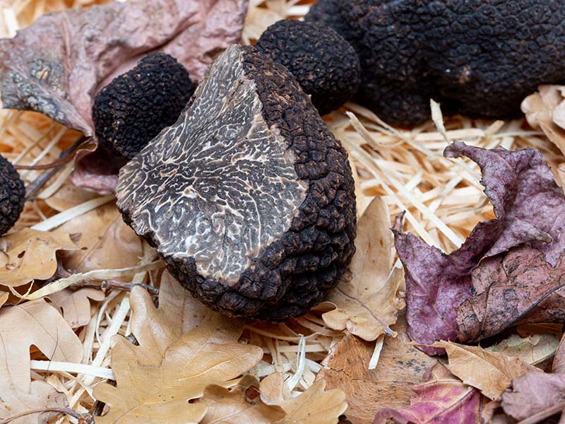 Perigord Truffle