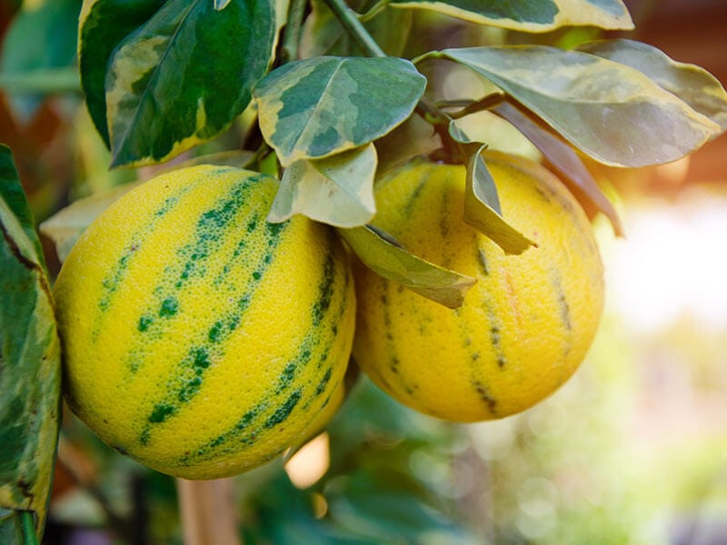 Pink Variegated Lemons